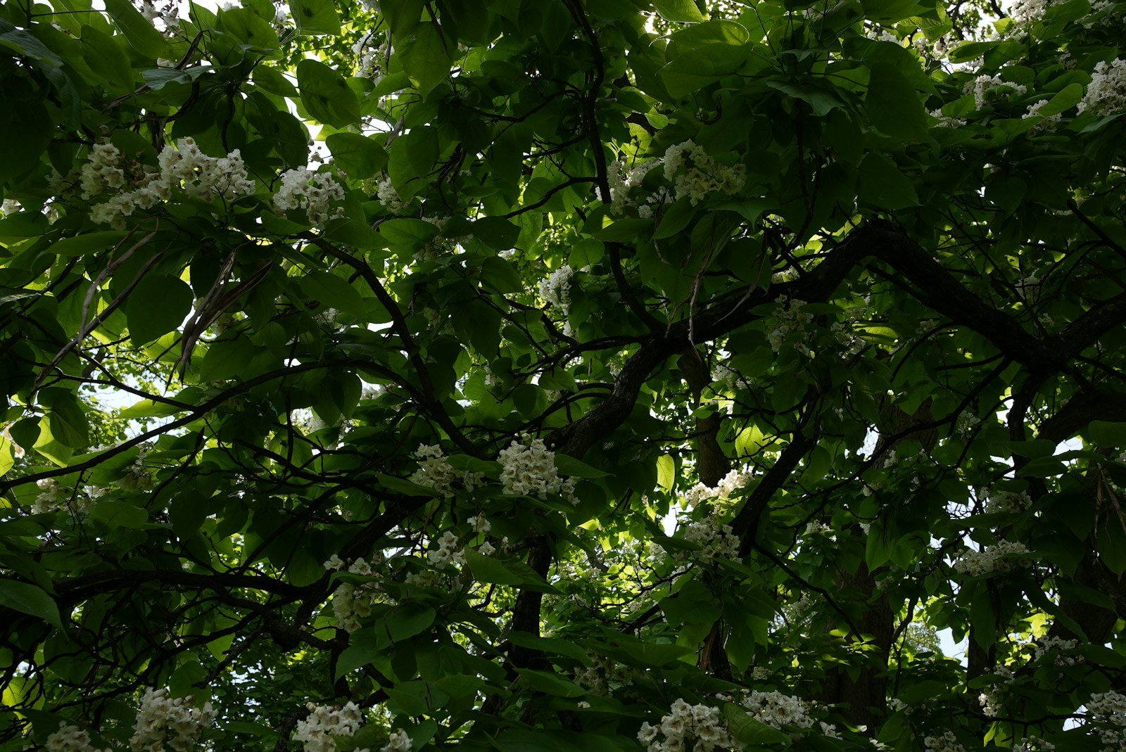 Grand catalpa en fleurs dans un jardin, silhouette généreuse