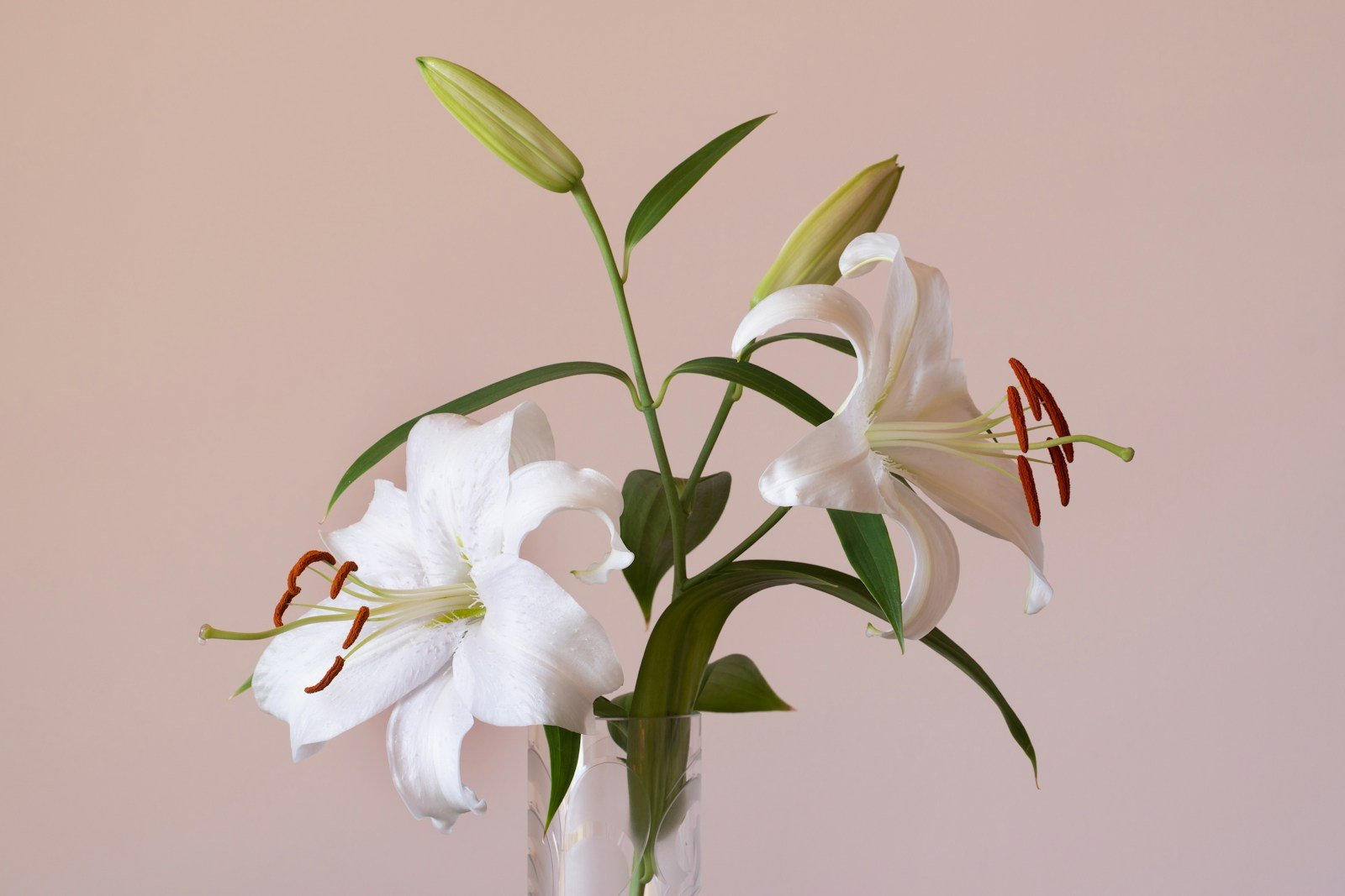 Grande fleur de lys oriental dressée sur sa tige