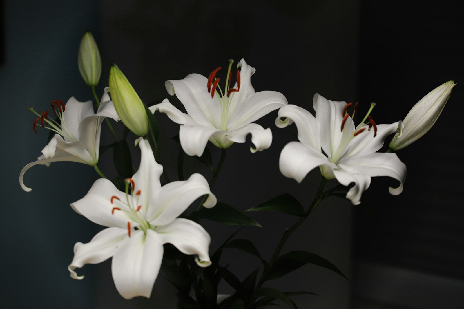 Grande fleur de lys oriental dressée sur sa tige