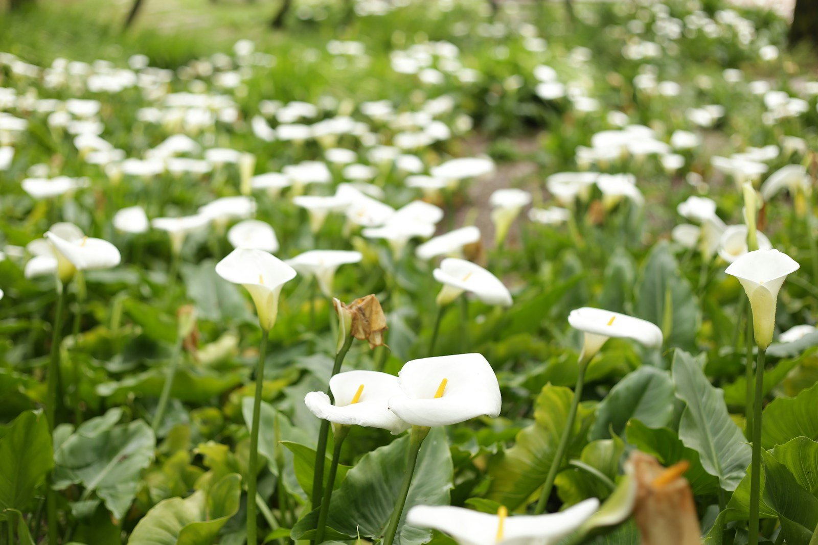 Grandes fleurs blanches d'arum en bordure de jardin