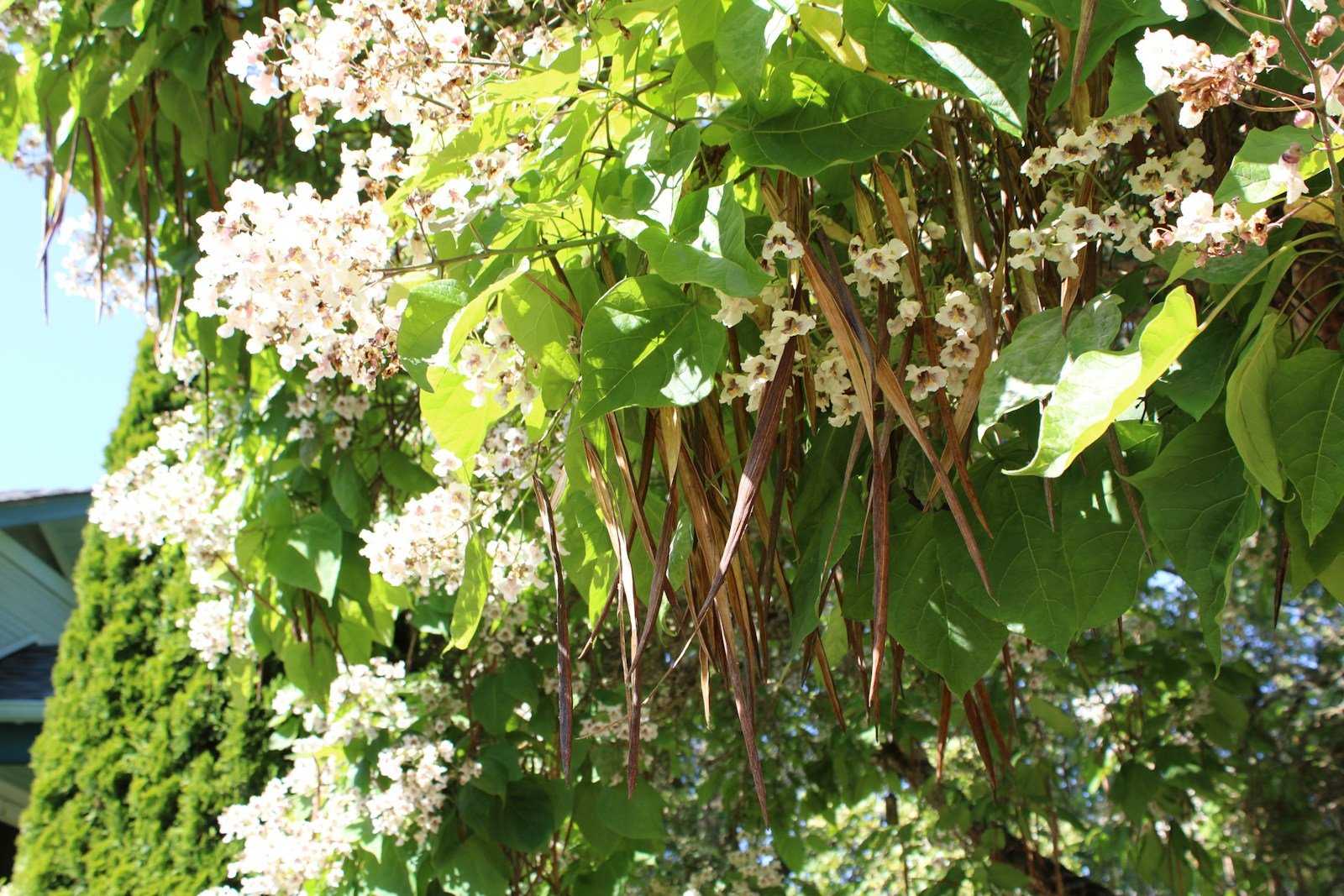 Grappe de fleurs blanches du catalpa, striées de violet
