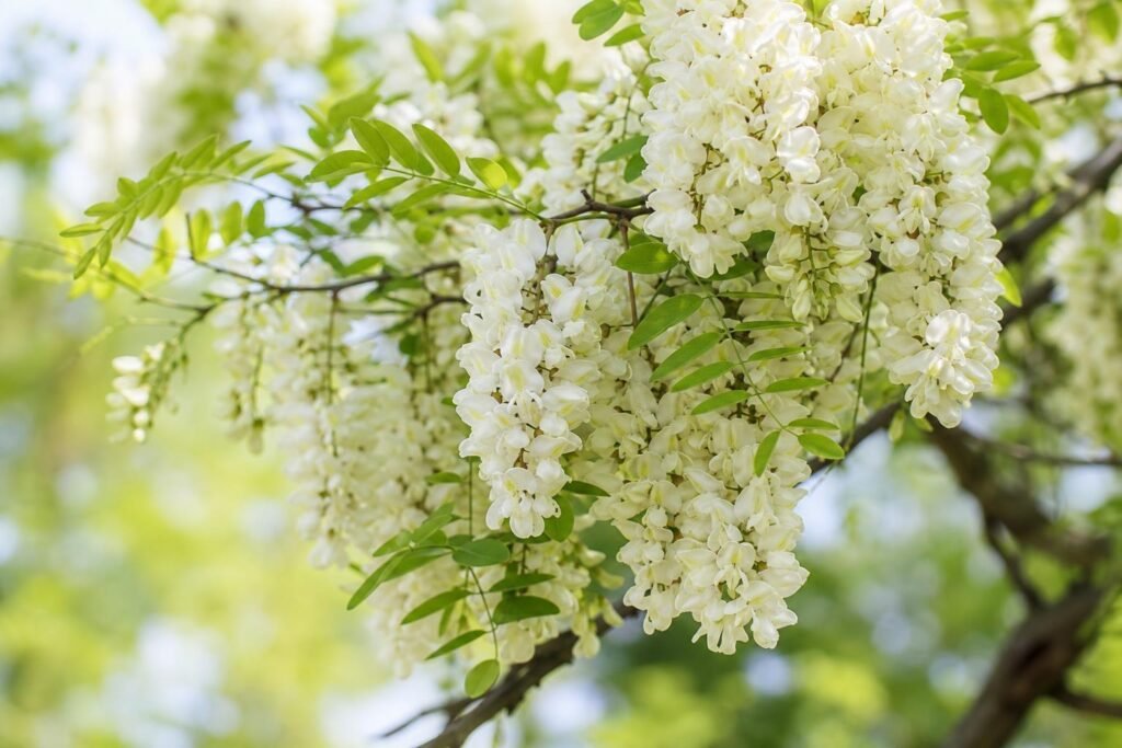 Grappes de fleurs blanches de robinier faux-acacia au printemps