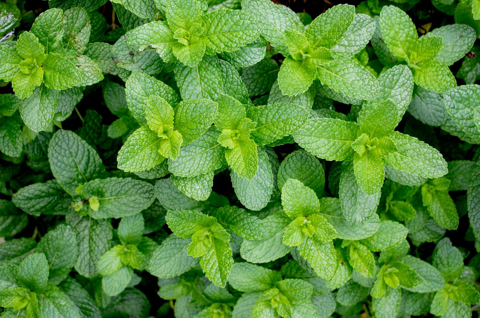 Gros plan sur des feuilles de menthe fraîche en pot