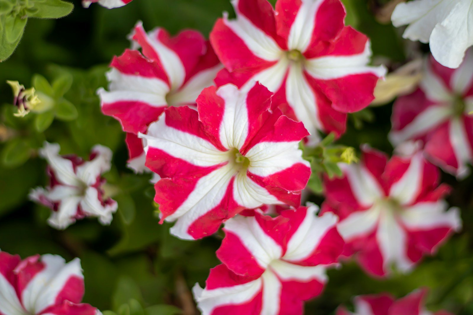 Gros plan sur des fleurs d'impatiens walleriana roses et blanches