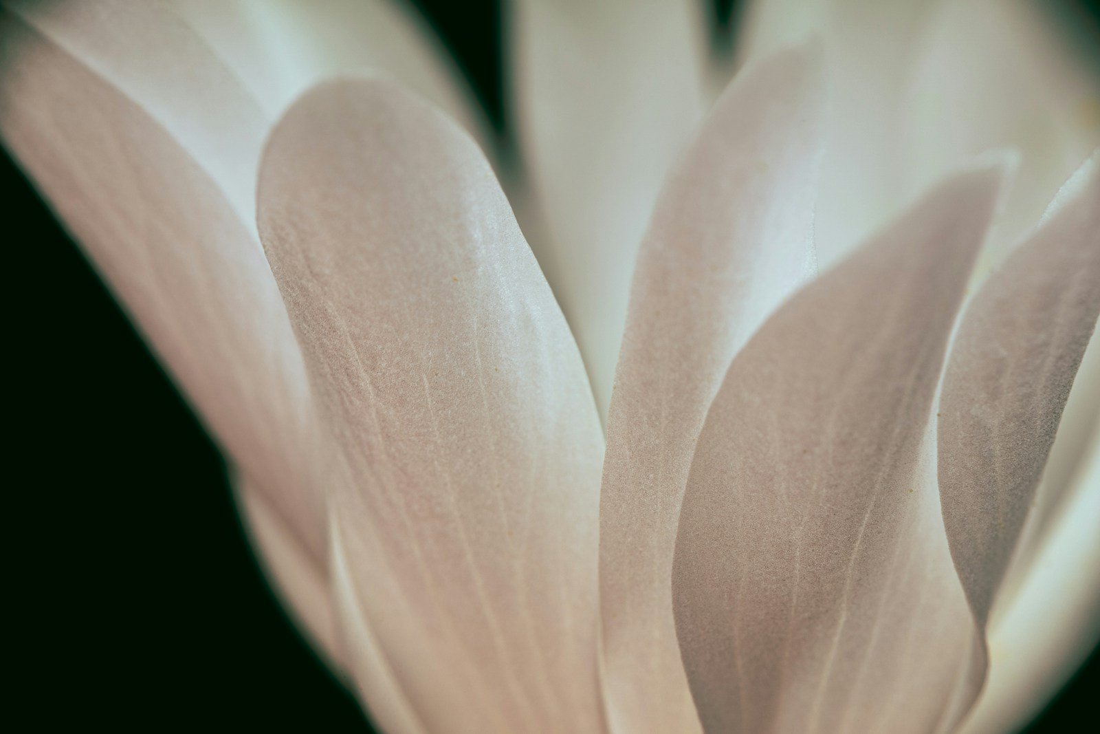 Gros plan sur la spathe blanche et le spadice d'un arum