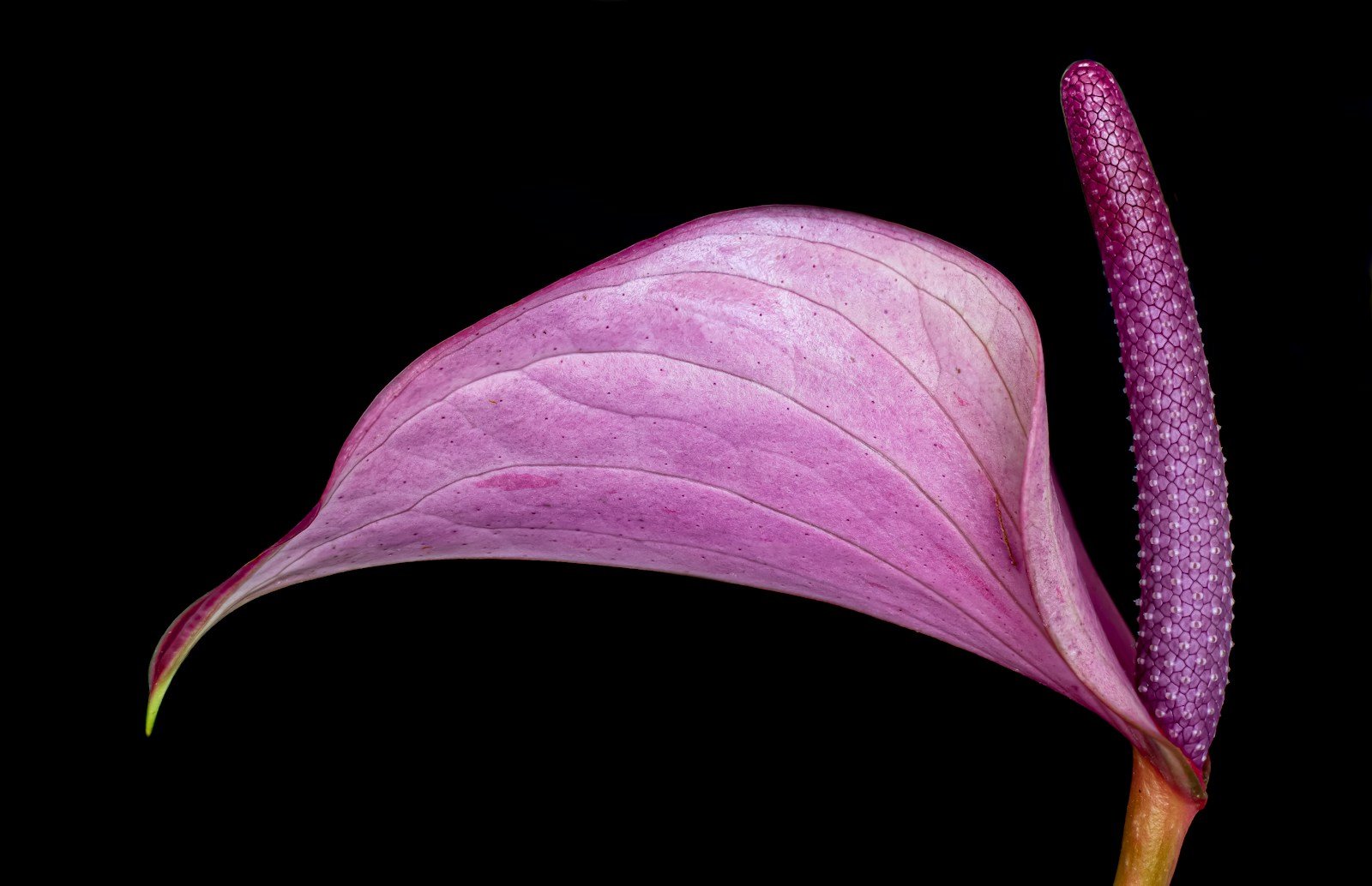 Gros plan sur la spathe et le spadice d'un anthurium