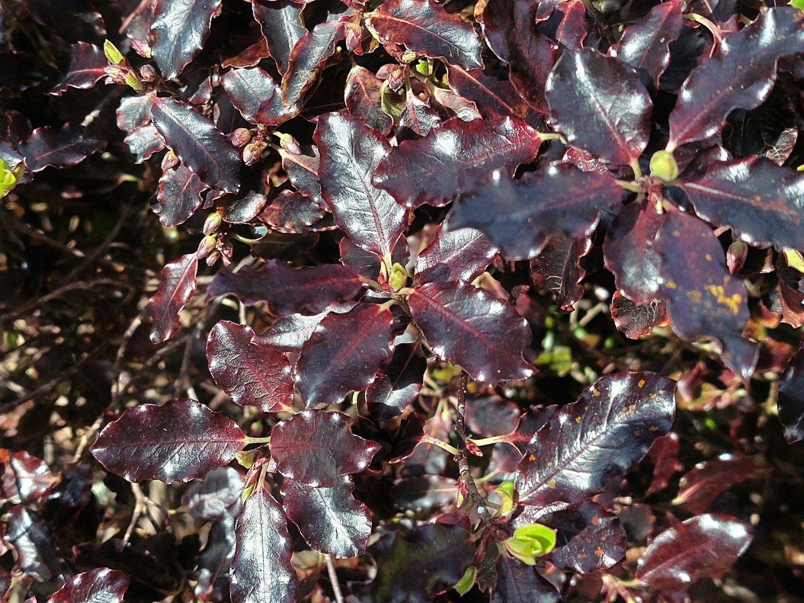 Gros plan sur le feuillage pourpre du cotinus Royal Purple