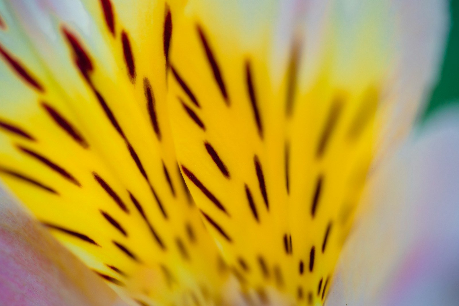Gros plan sur les pétales tachetés d'un alstroemeria
