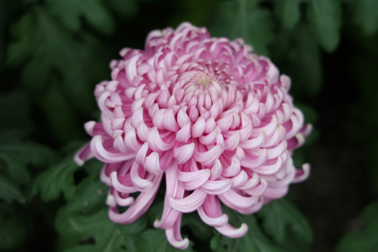 Gros plan sur les petites fleurs denses d'un santini