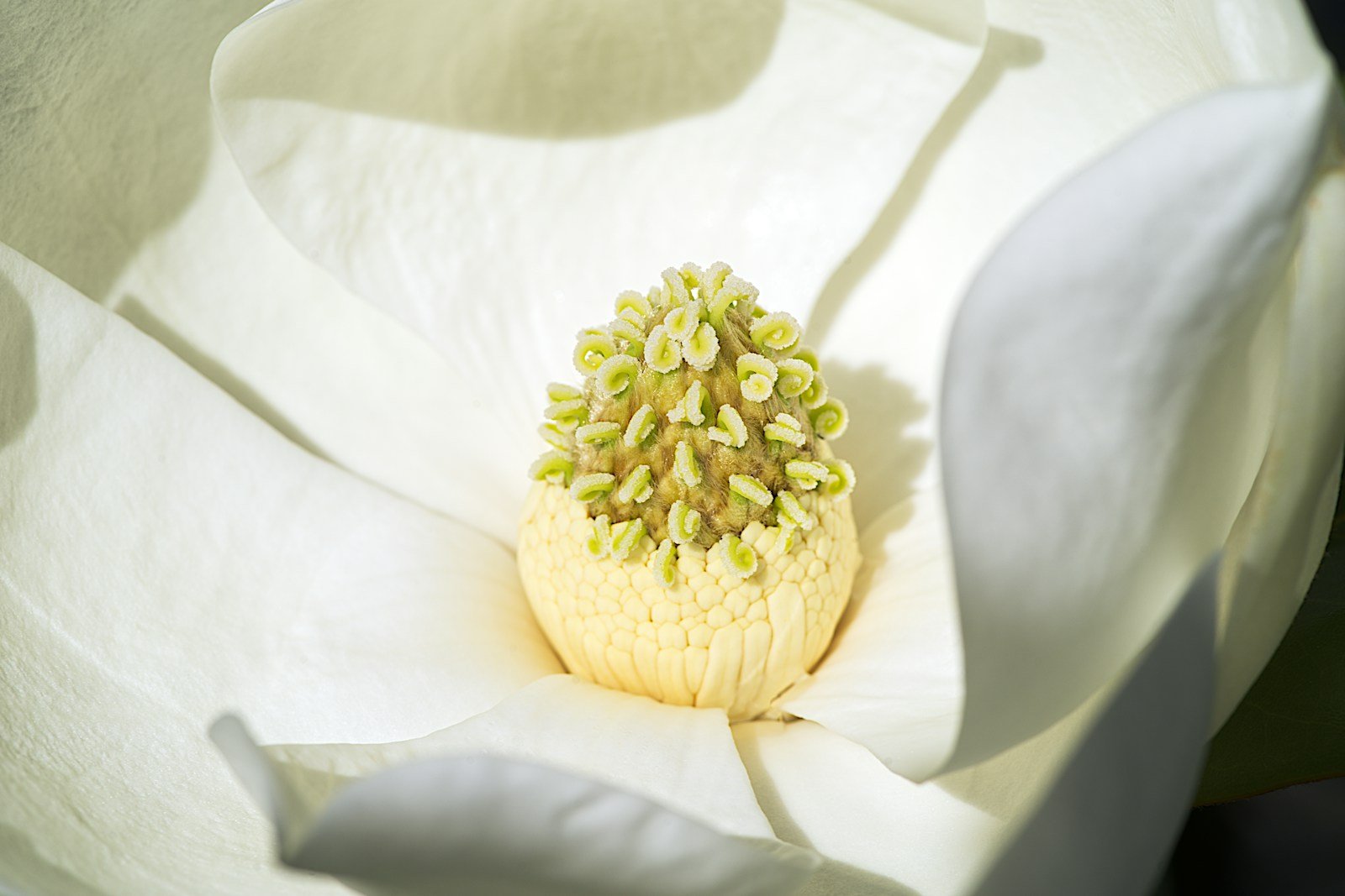 Gros plan sur un bouton floral de magnolia