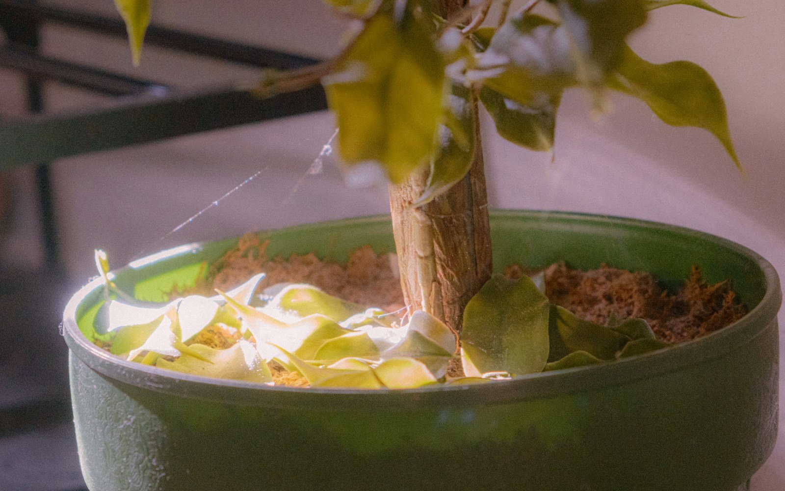Gros plan sur un terreau humide dans un pot de plante d'intérieur