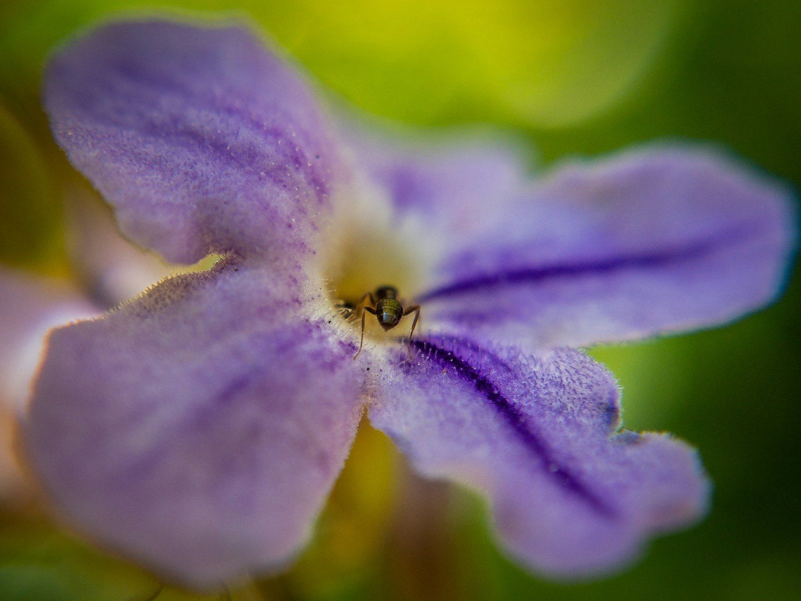 Gros plan sur une abeille charpentière butinant une fleur mauve