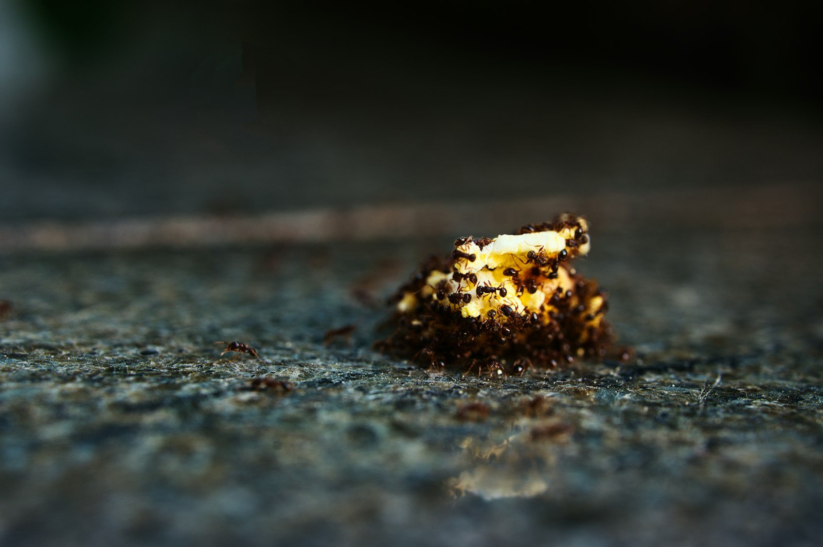 Gros plan sur une crotte de hérisson contenant des fragments d'insectes