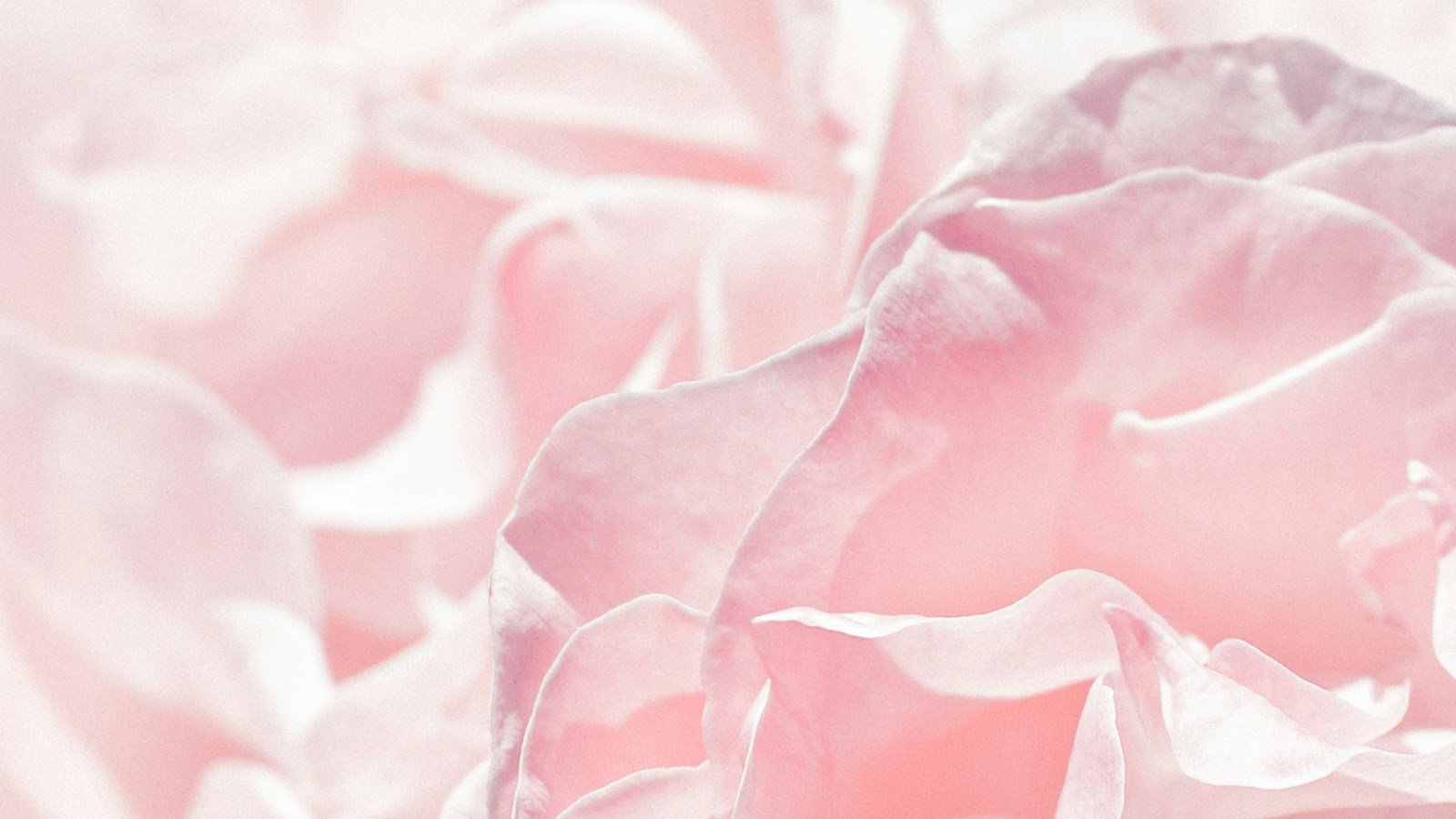 Gros plan sur une fleur de rosier Pierre de Ronsard, rose pâle à cœur plus soutenu