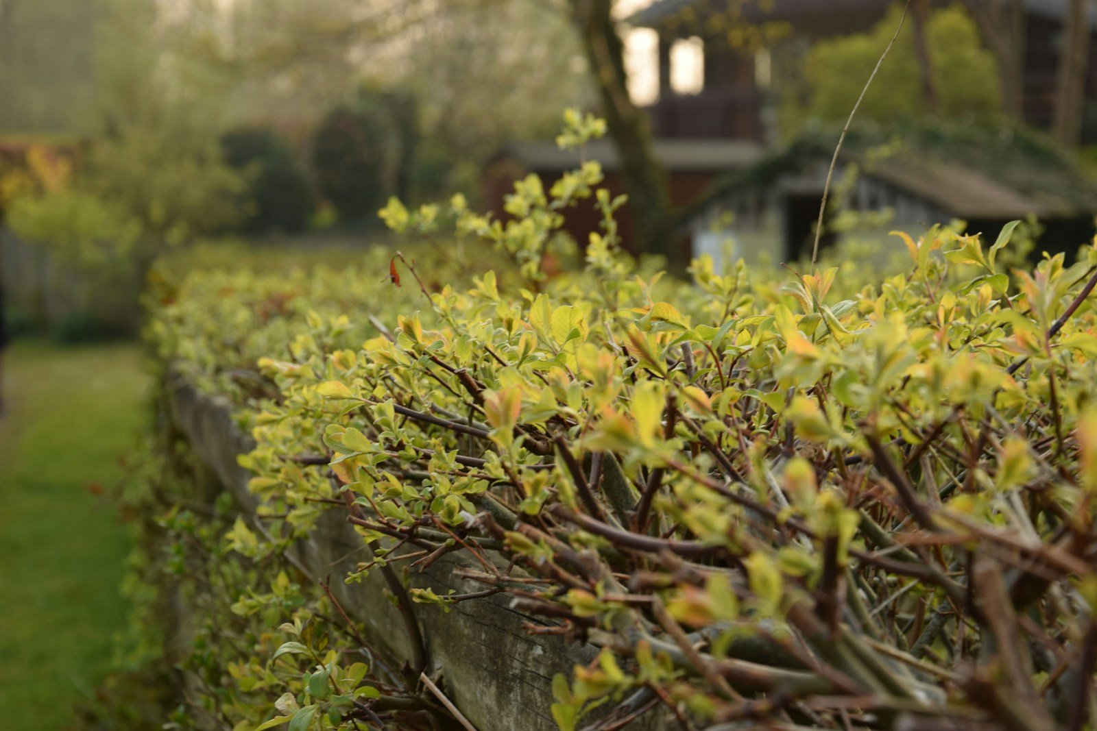 Haie de jardin à l'automne, endroit propice aux passages nocturnes