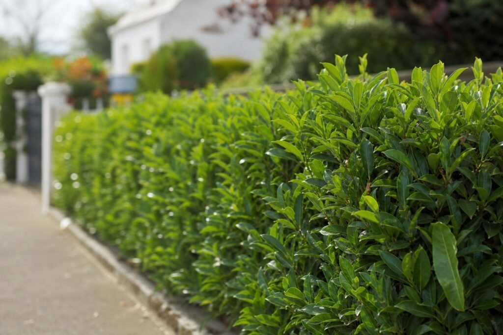 Haie de laurier bien taillée délimitant un jardin