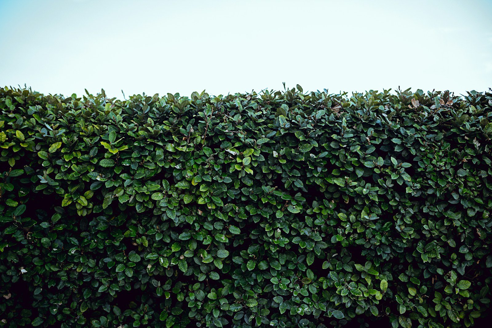 Haie dense de jardin, cachette possible pour un petit rongeur