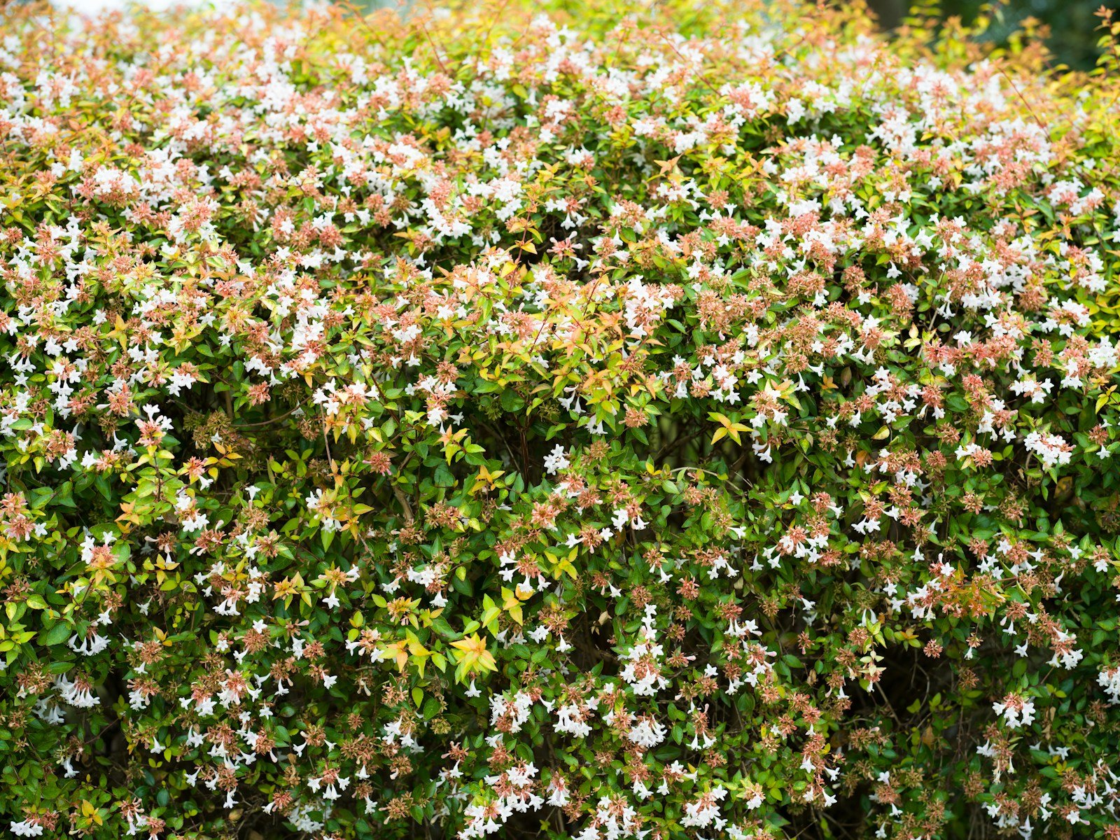 Haie d'hypericum en fleurs l'été au jardin