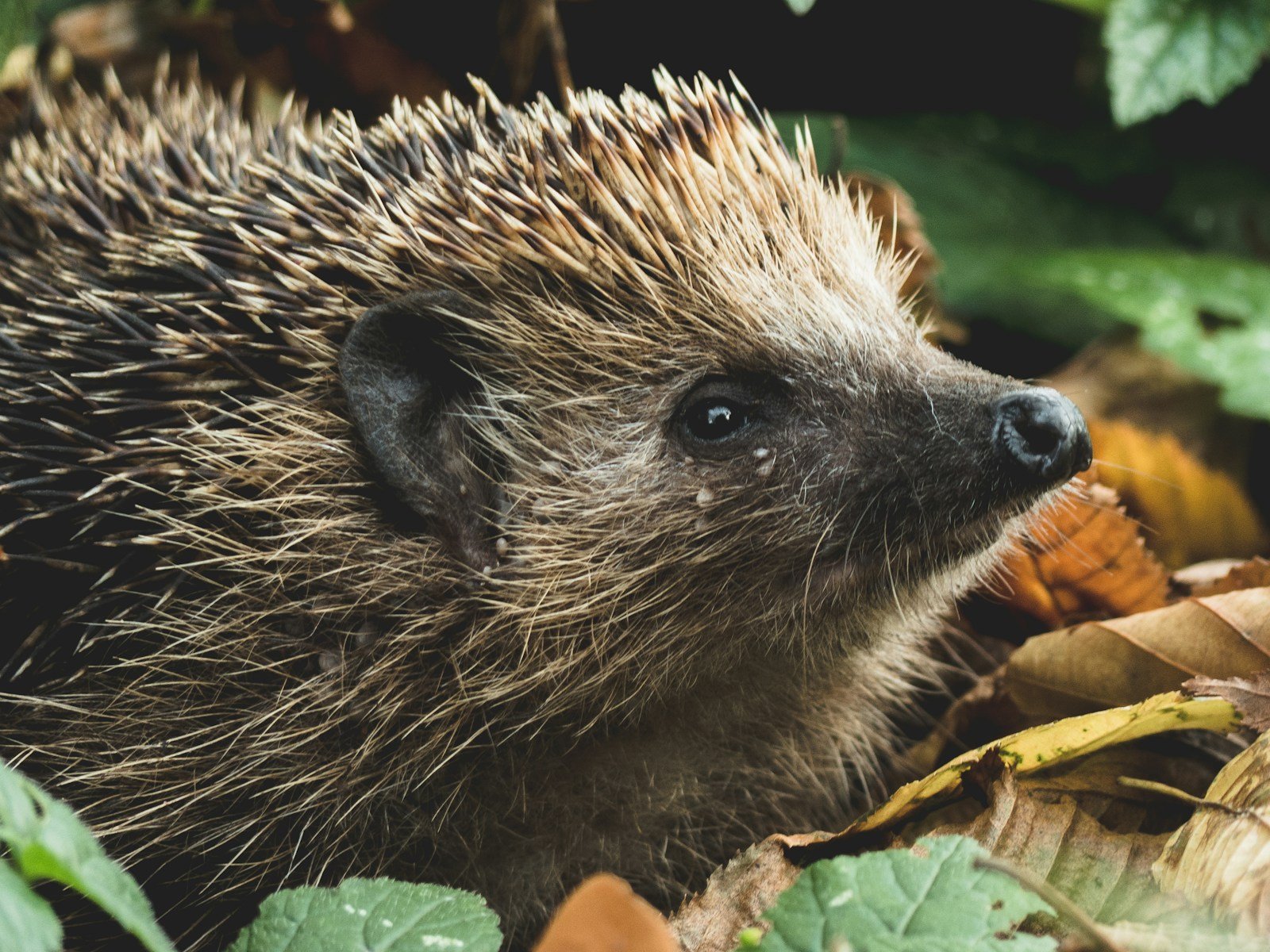 Haie touffue offrant un abri à la faune du jardin