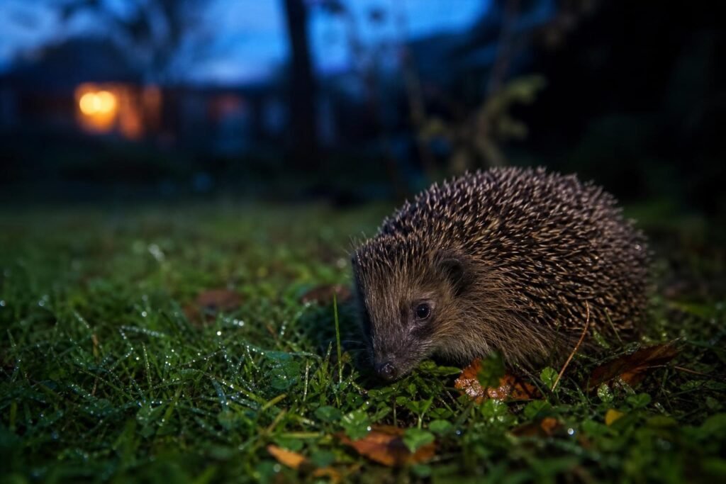 Hérisson dans l'herbe humide d'un jardin à la tombée de la nuit