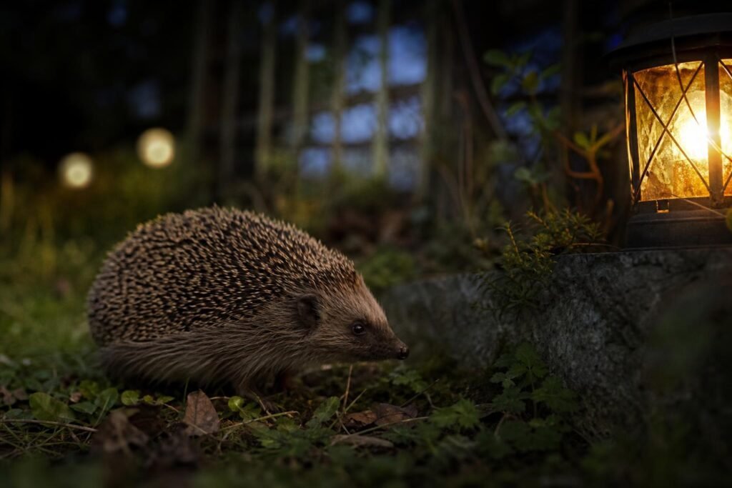 Hérisson explorant un jardin à la tombée de la nuit