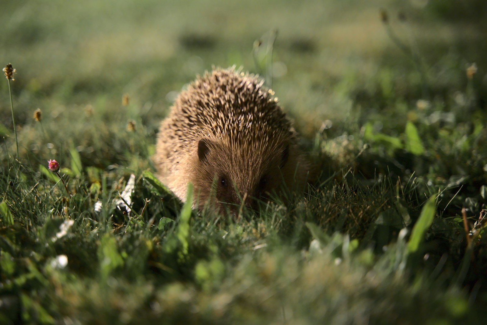 Hérisson explorant un jardin à la tombée de la nuit