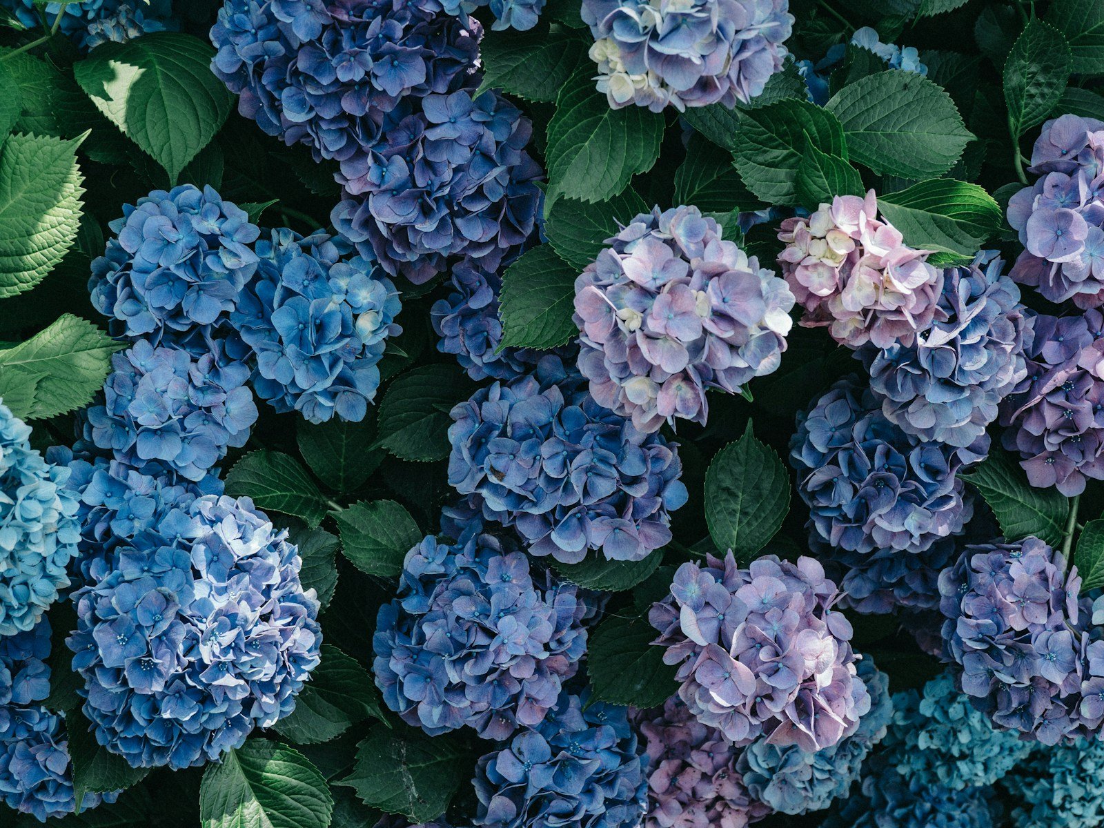 Hortensia au feuillage vert dense mais sans fleurs