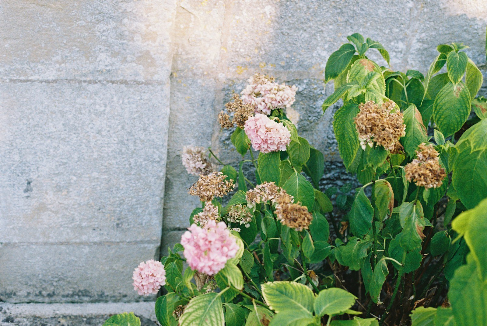 Hortensia planté le long d'un mur de pierre