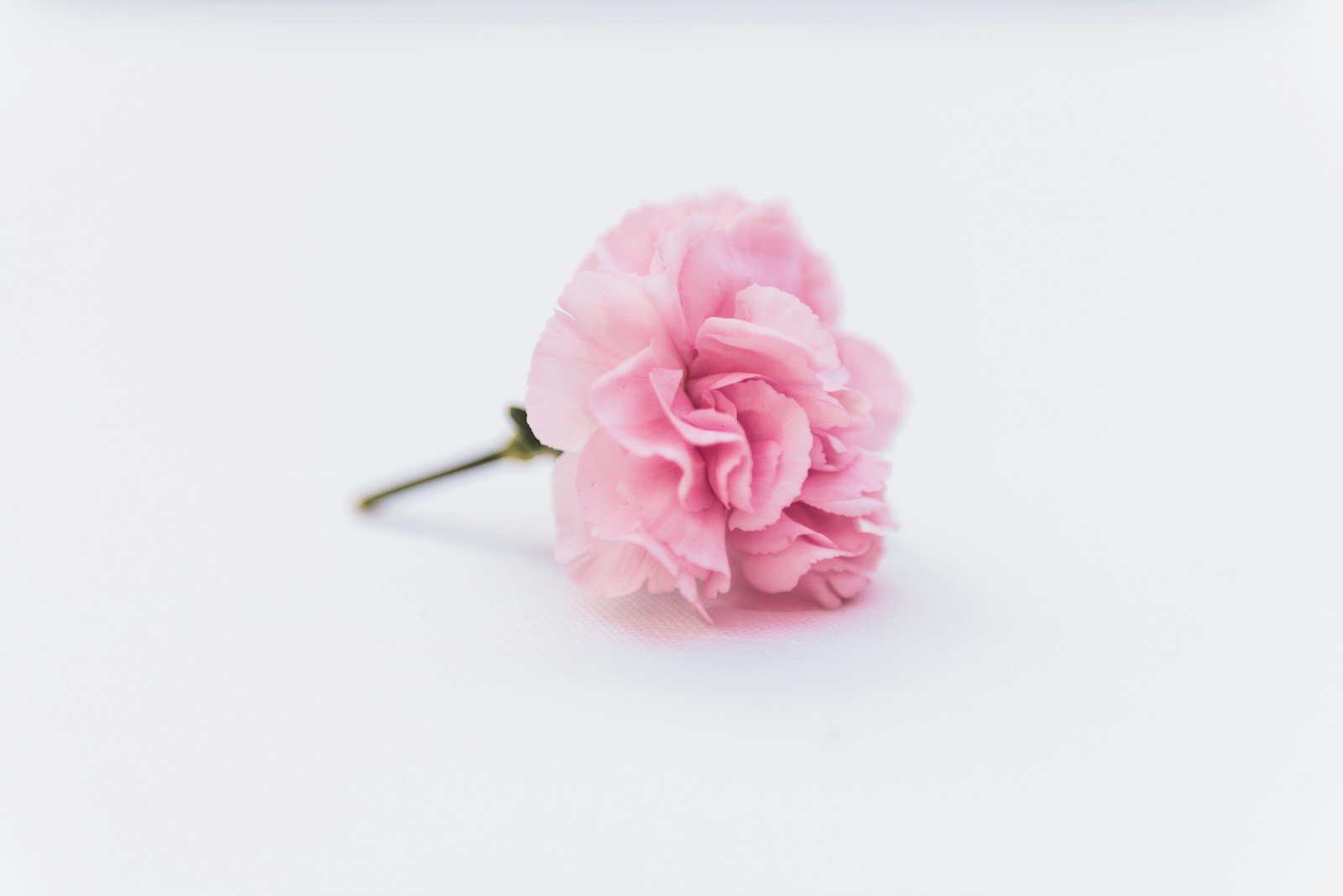 Œillet en boutonnière pour un mariage