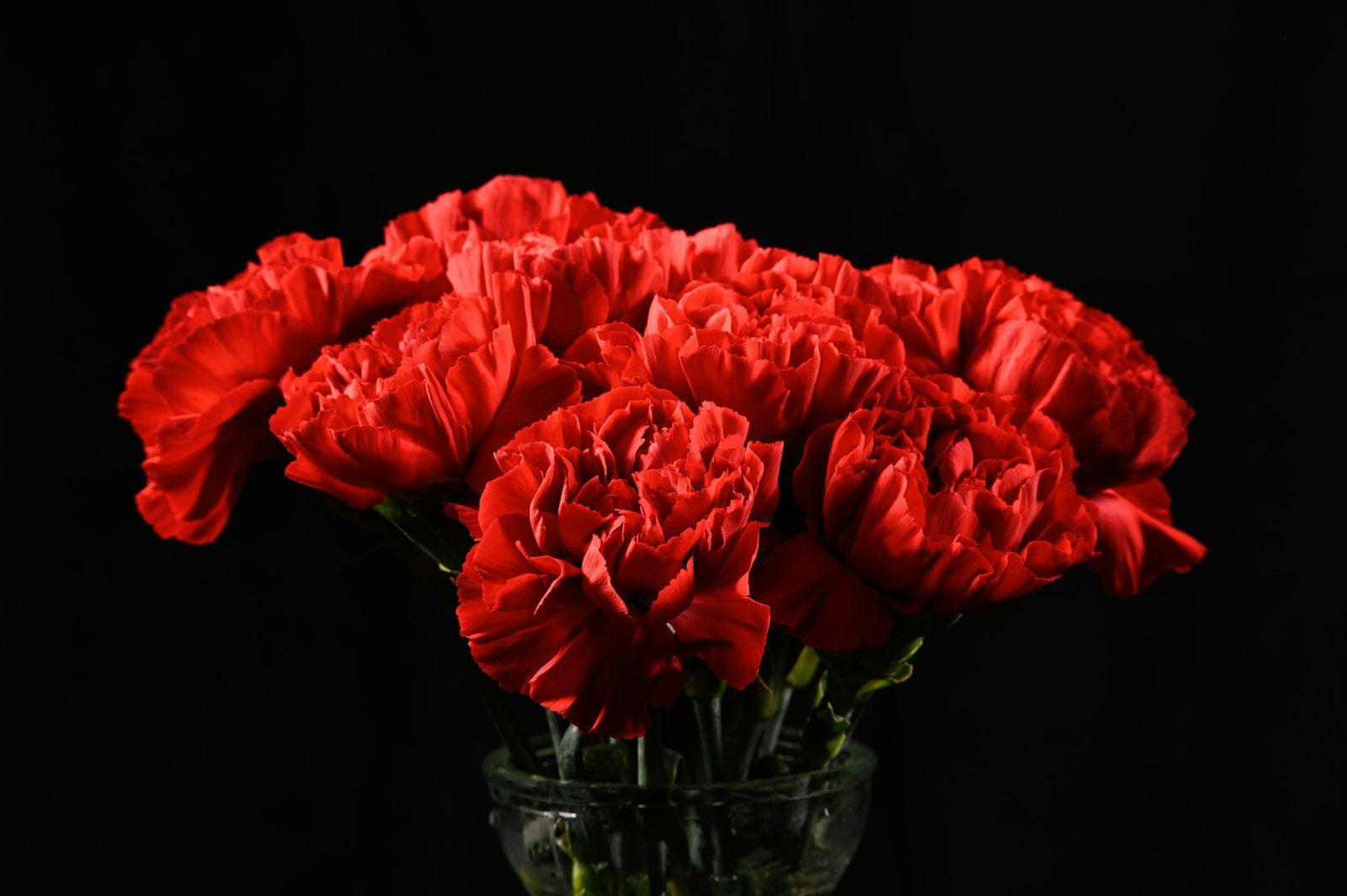Œillets aux fleurs doubles bien fermées, gage de fraîcheur