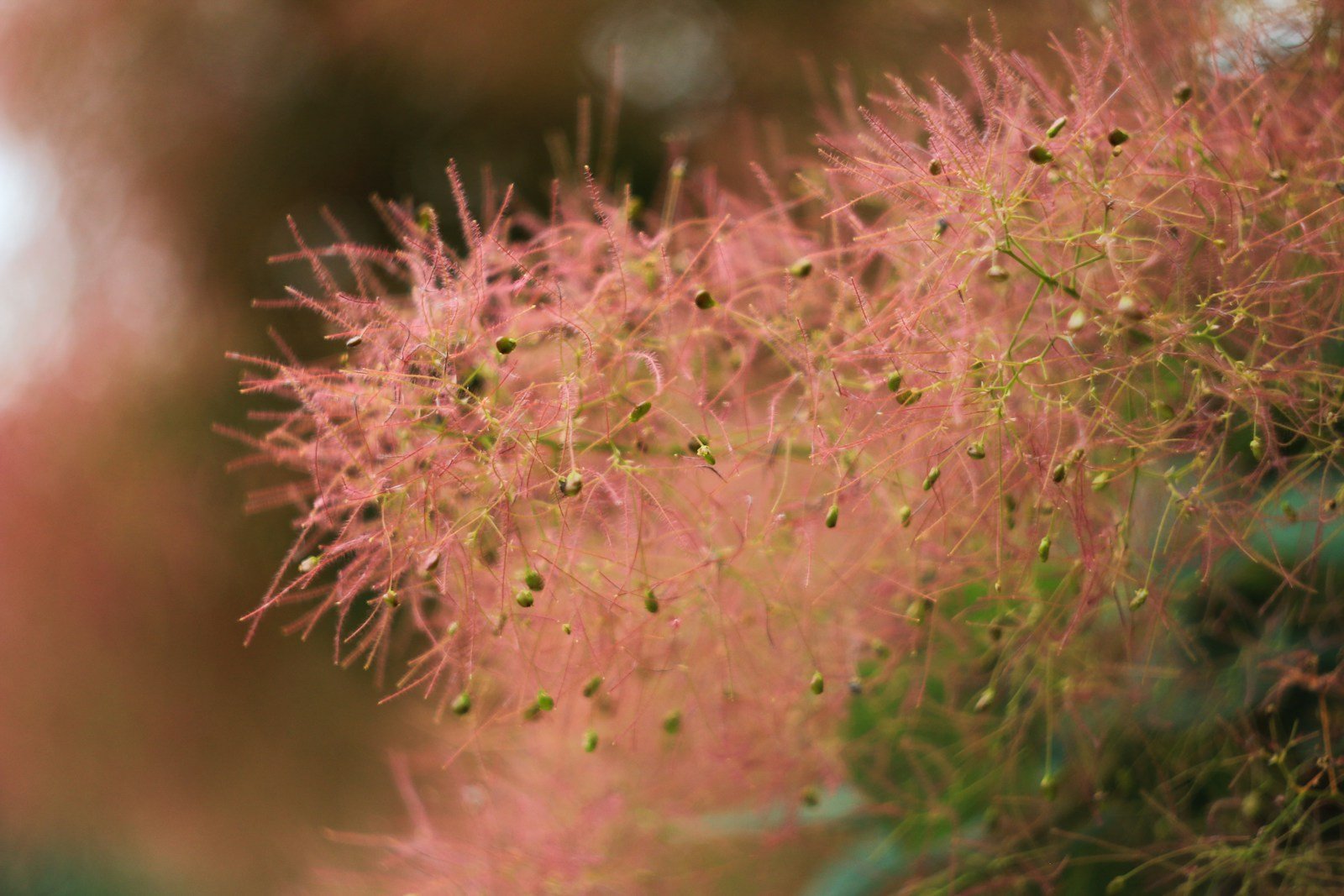Inflorescences vaporeuses roses du cotinus, à l'origine de son surnom
