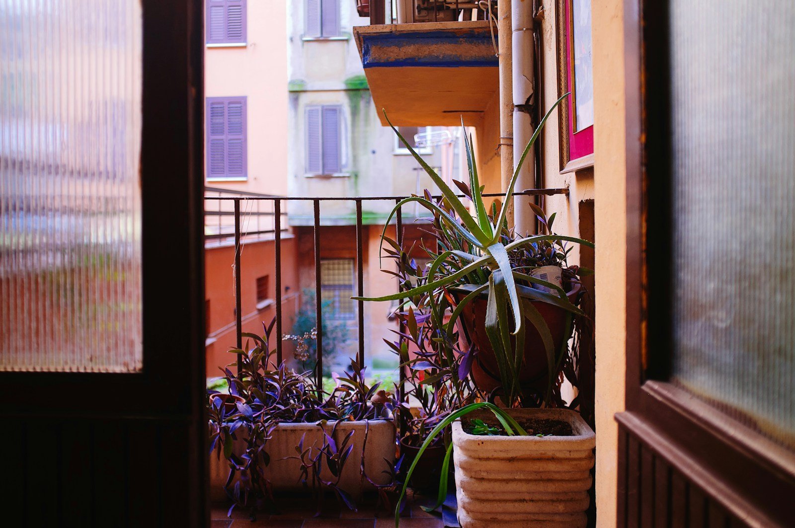 Jasmin étoilé cultivé en pot avec un petit treillage sur un balcon