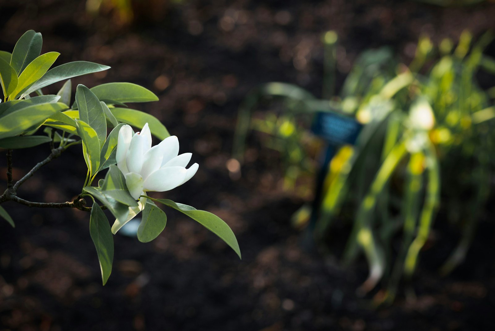 Jeune magnolia récemment planté dans un jardin