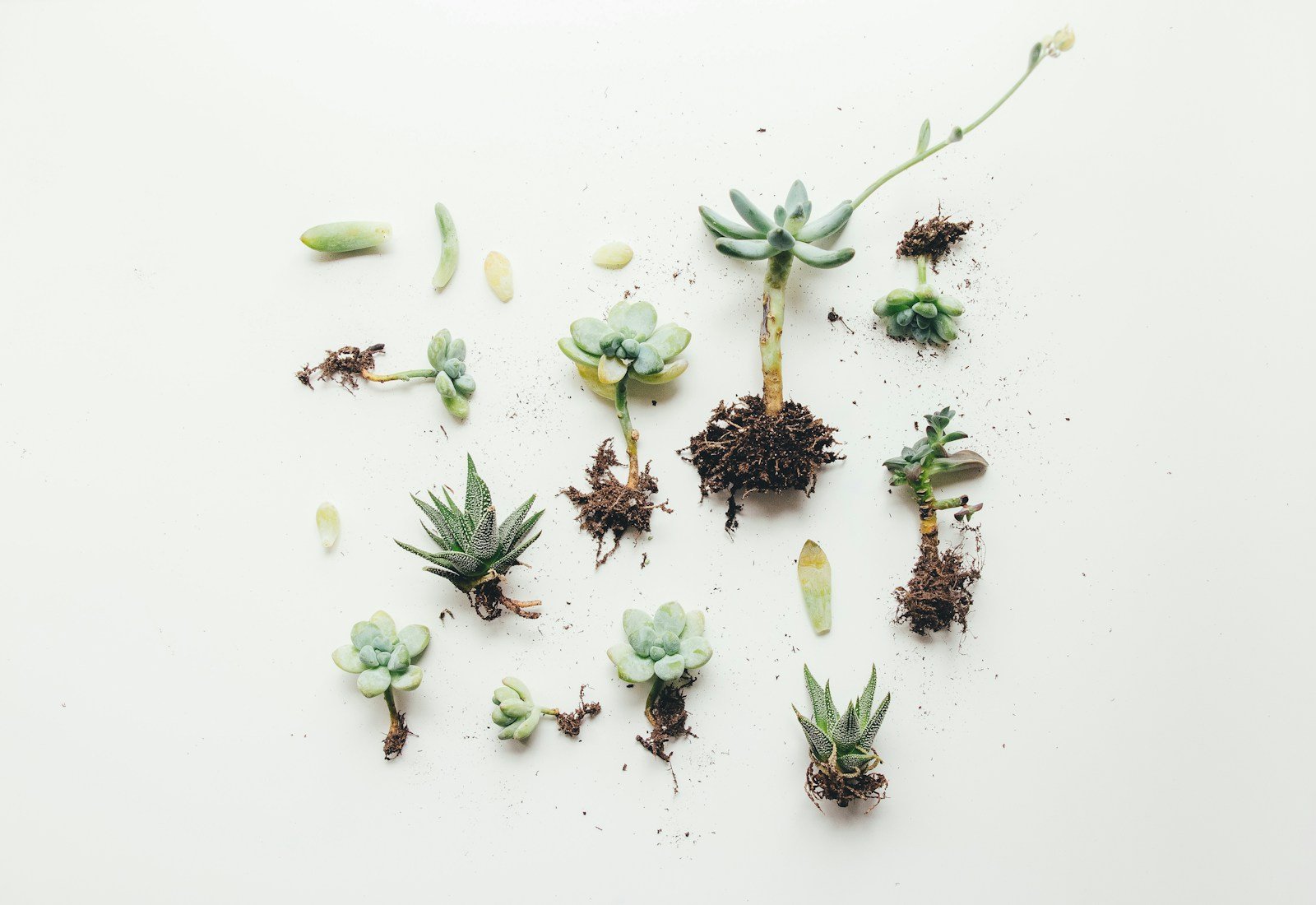 Jeunes rosettes de crassula capitella nées de boutures de feuilles