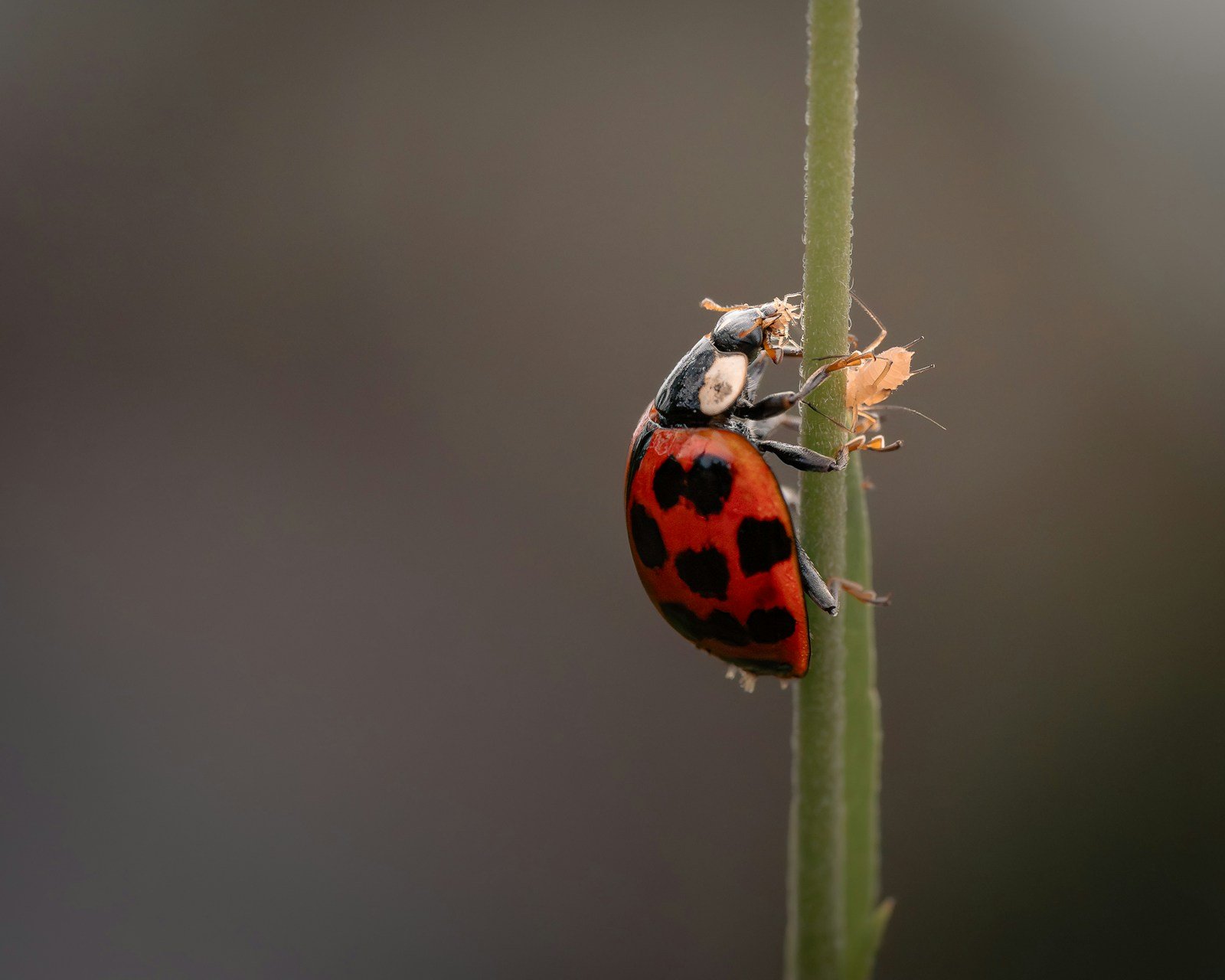 Larve de coccinelle en train de dévorer des pucerons