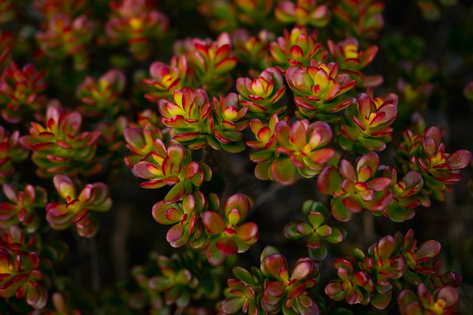 Le crassula ovata (arbre de jade), une tout autre espèce de crassula