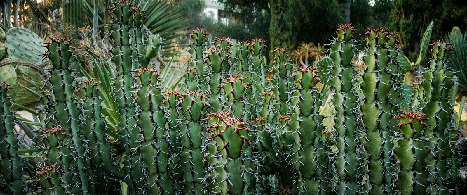 L'euphorbe épurge, plantée en bordure de jardin comme répulsif naturel