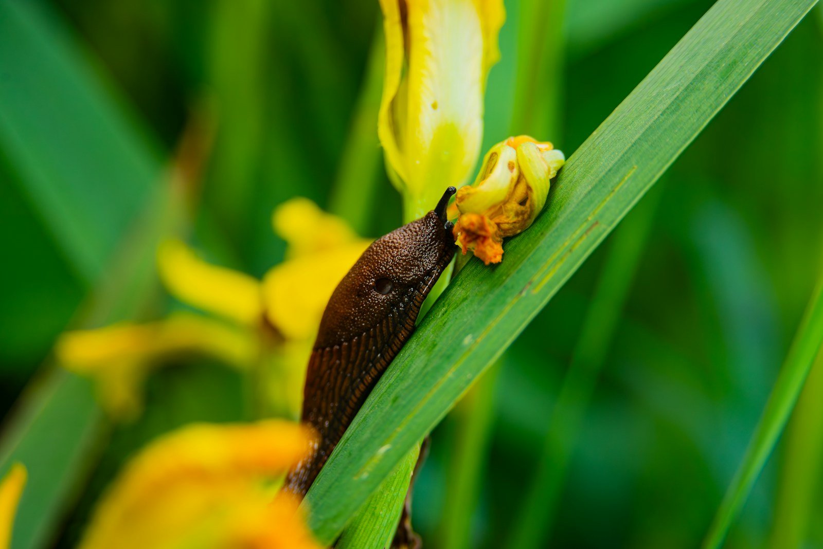 Limace posée sur une feuille au jardin