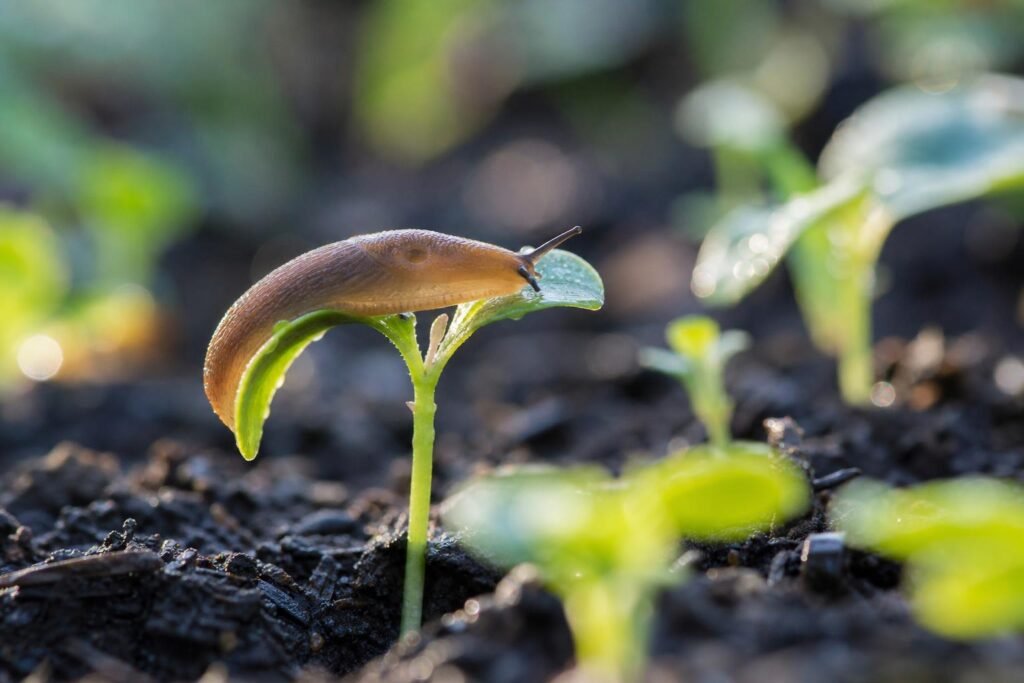 Limace sur une jeune pousse de semis, au petit matin dans un jardin humide