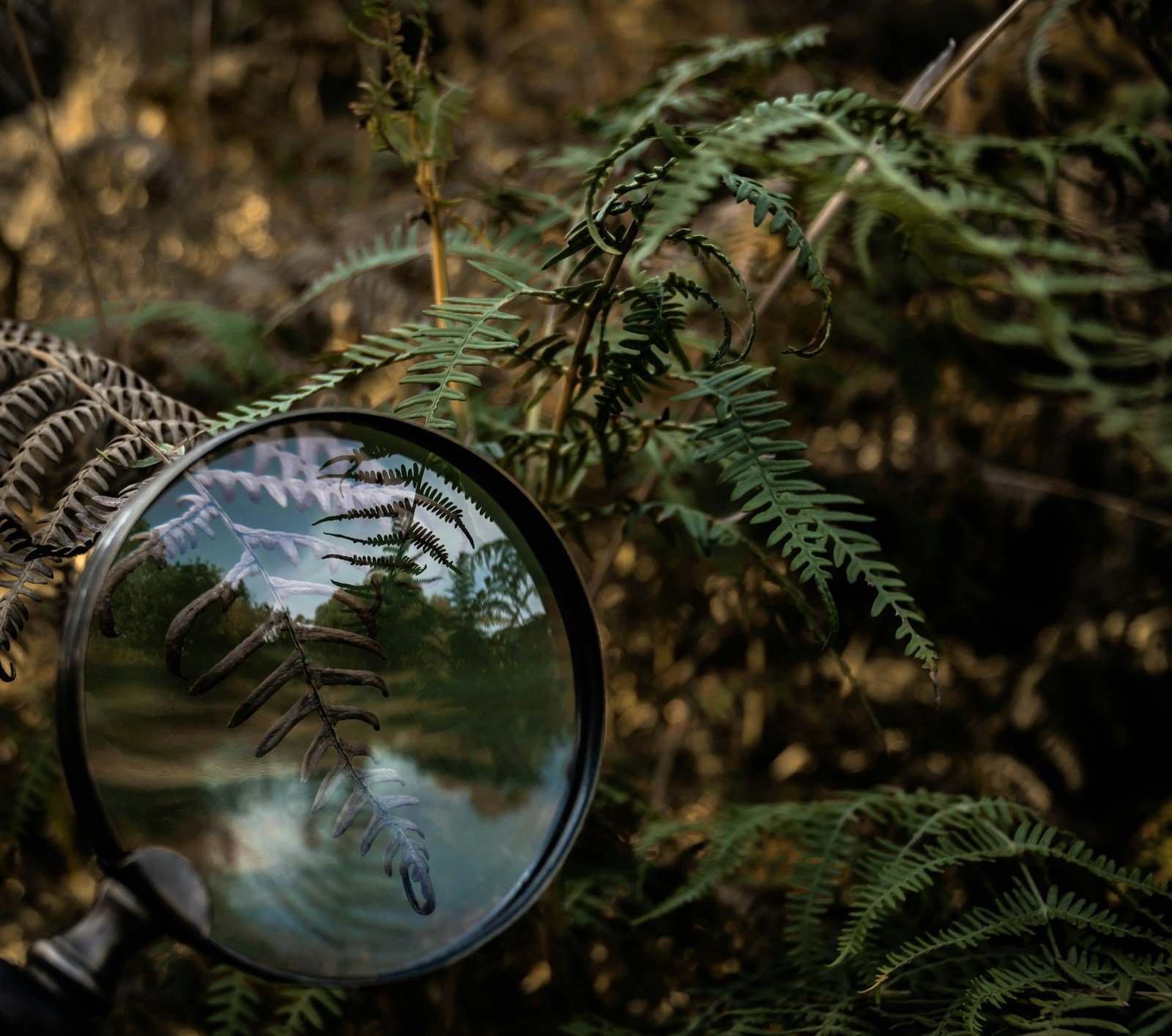 Loupe posée sur le terreau pour observer les petites bêtes