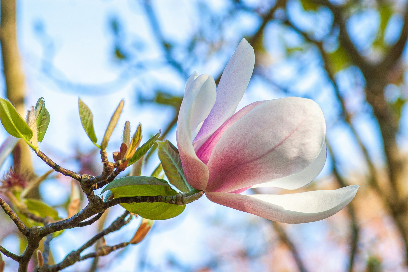 Magnolia en fleurs au printemps dans un jardin