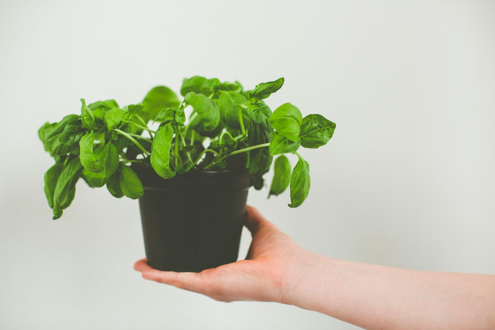 Main effleurant les feuilles d'une plante aromatique en pot