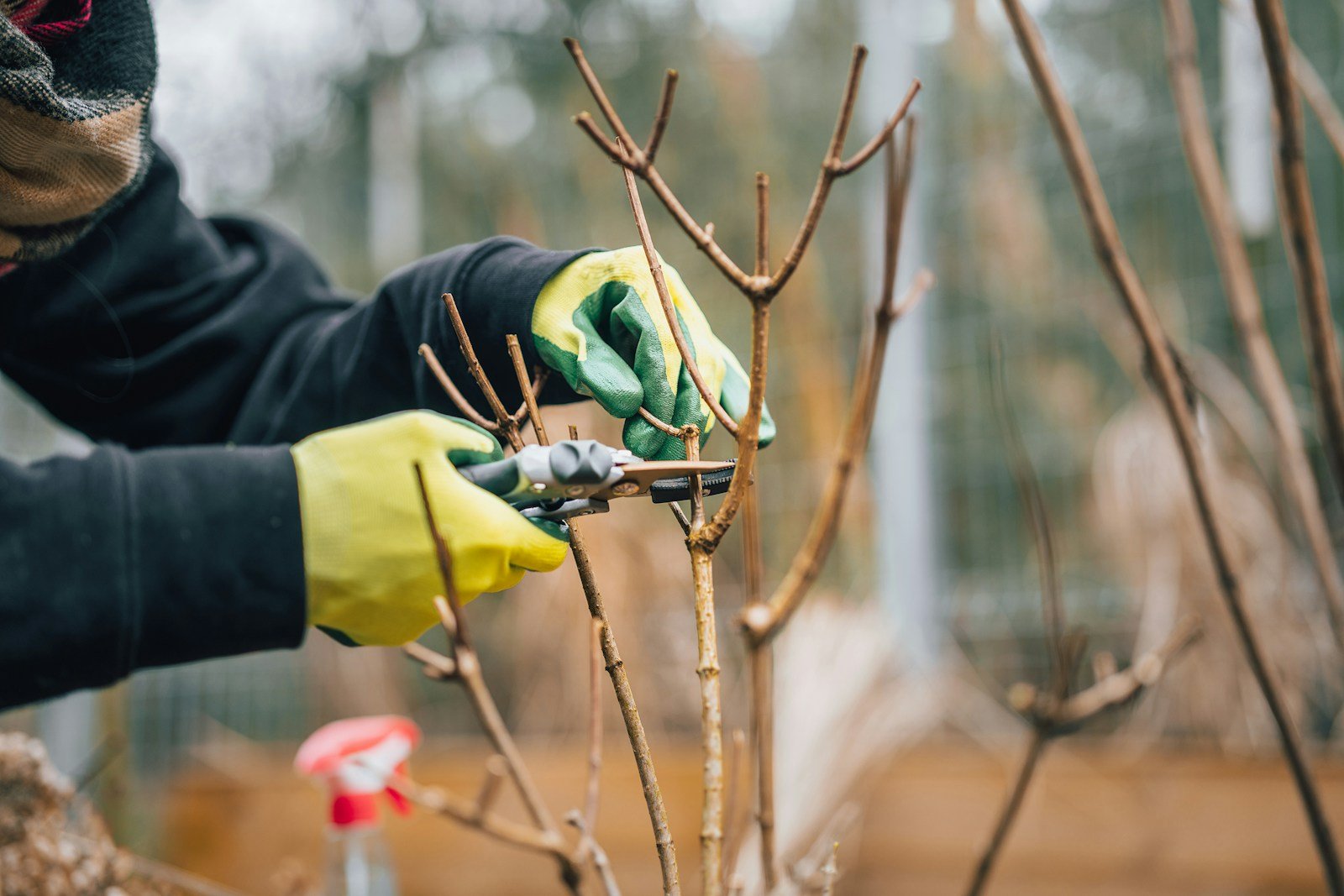 Mains d'un jardinier taillant un hortensia avec un sécateur