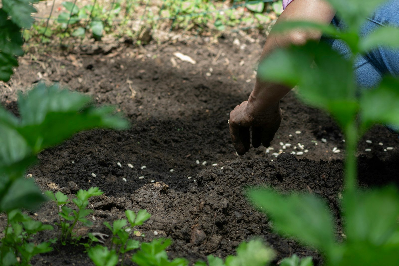 Marc de café épandu au pied d'un massif de jardin