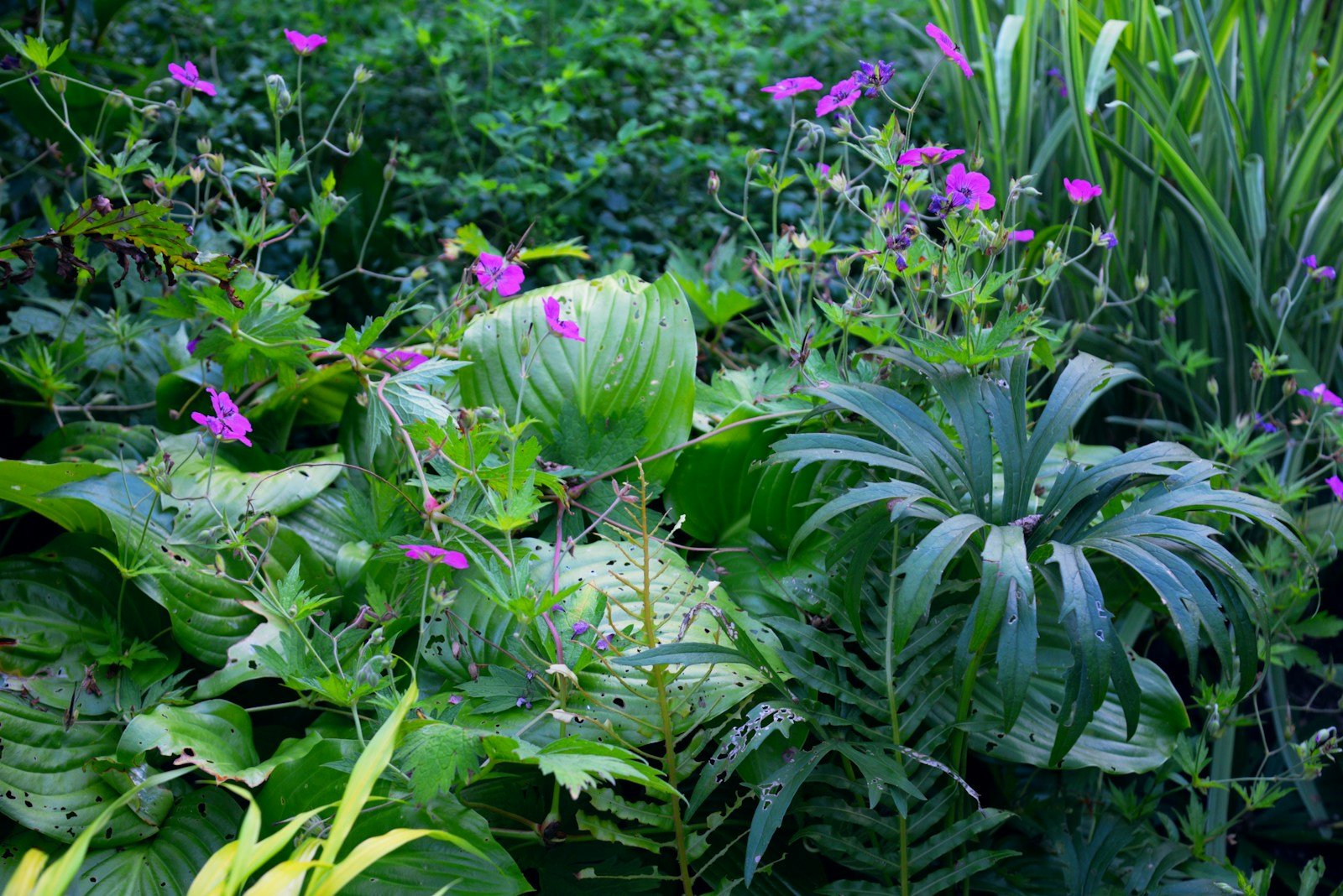 Massif associant le pourpre du cotinus à des feuillages verts
