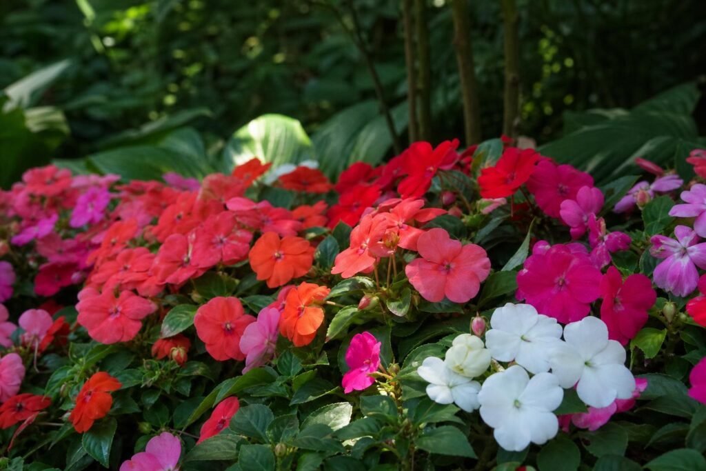 Massif d'impatiens walleriana aux couleurs vives à l'ombre d'un jardin