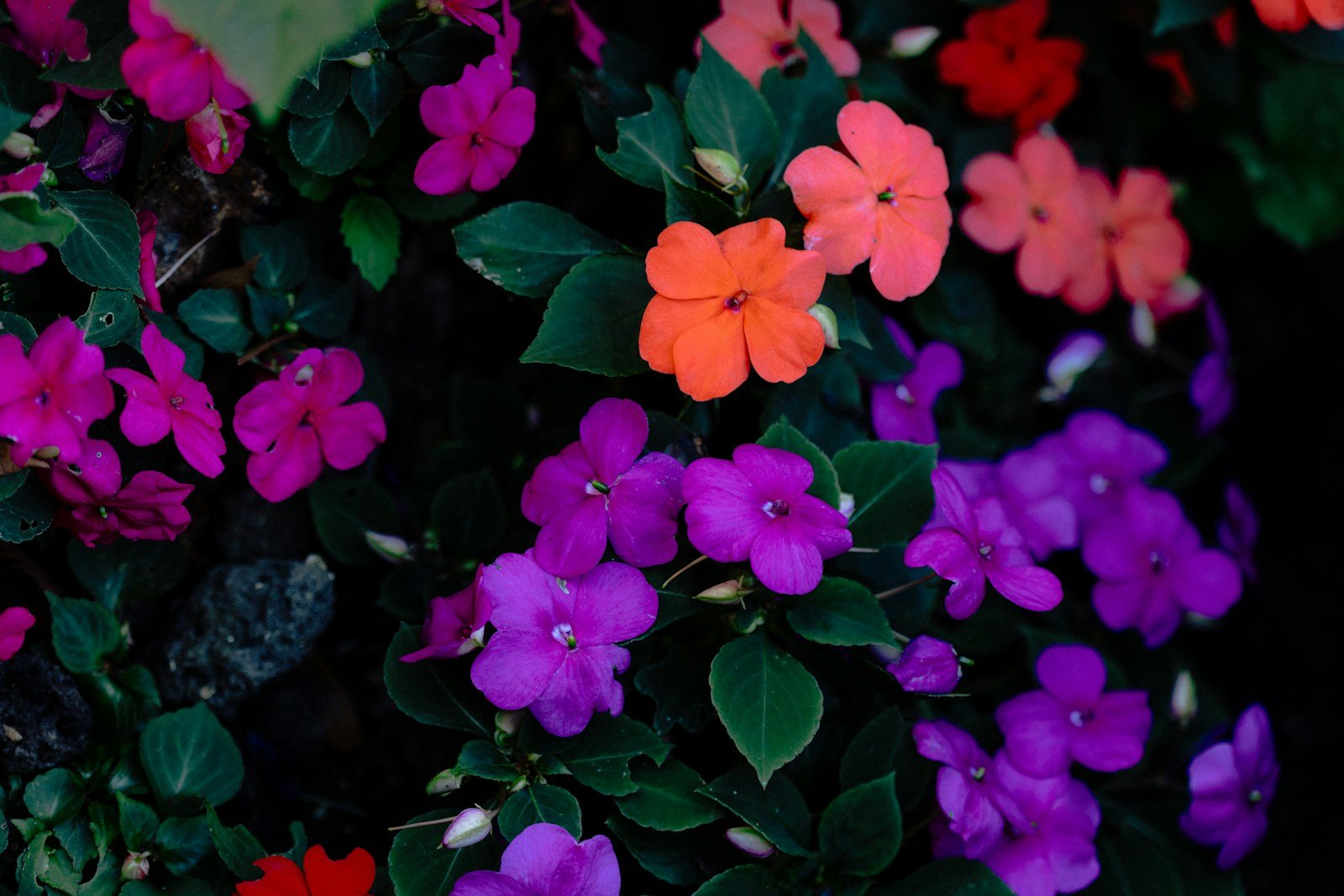Massif d'impatiens walleriana aux couleurs vives sous des arbres