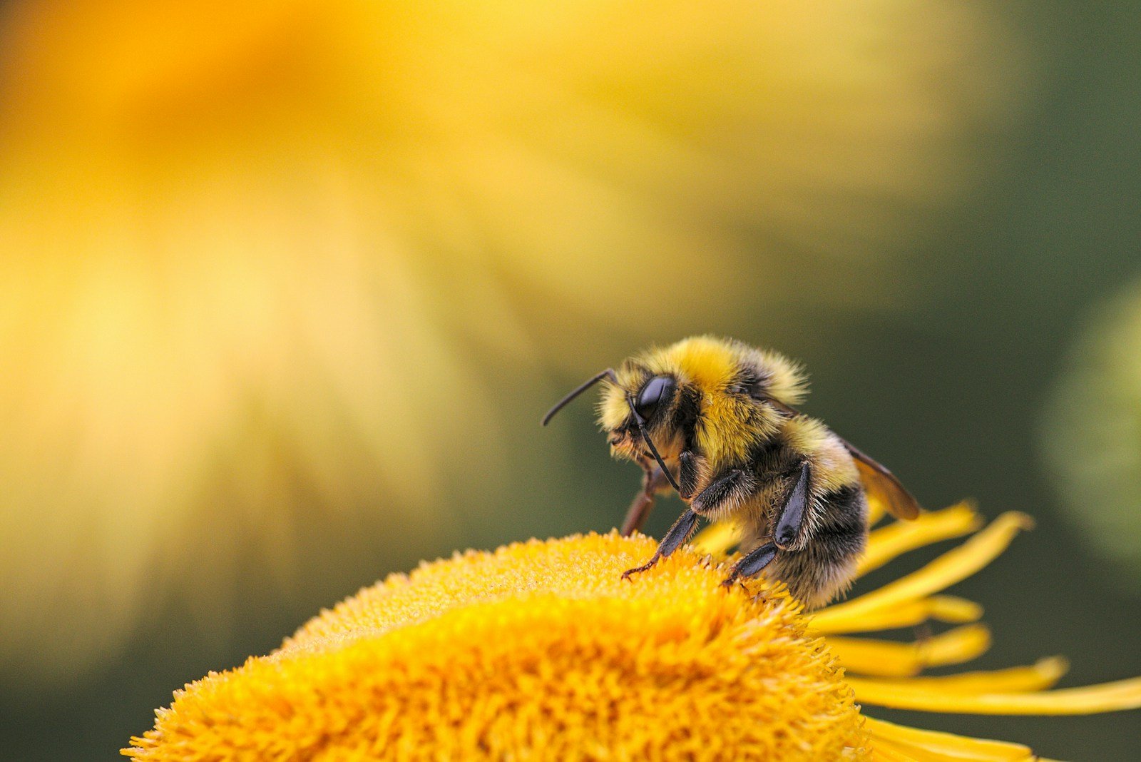 Massif fleuri cultivé sans pesticide, favorable aux insectes