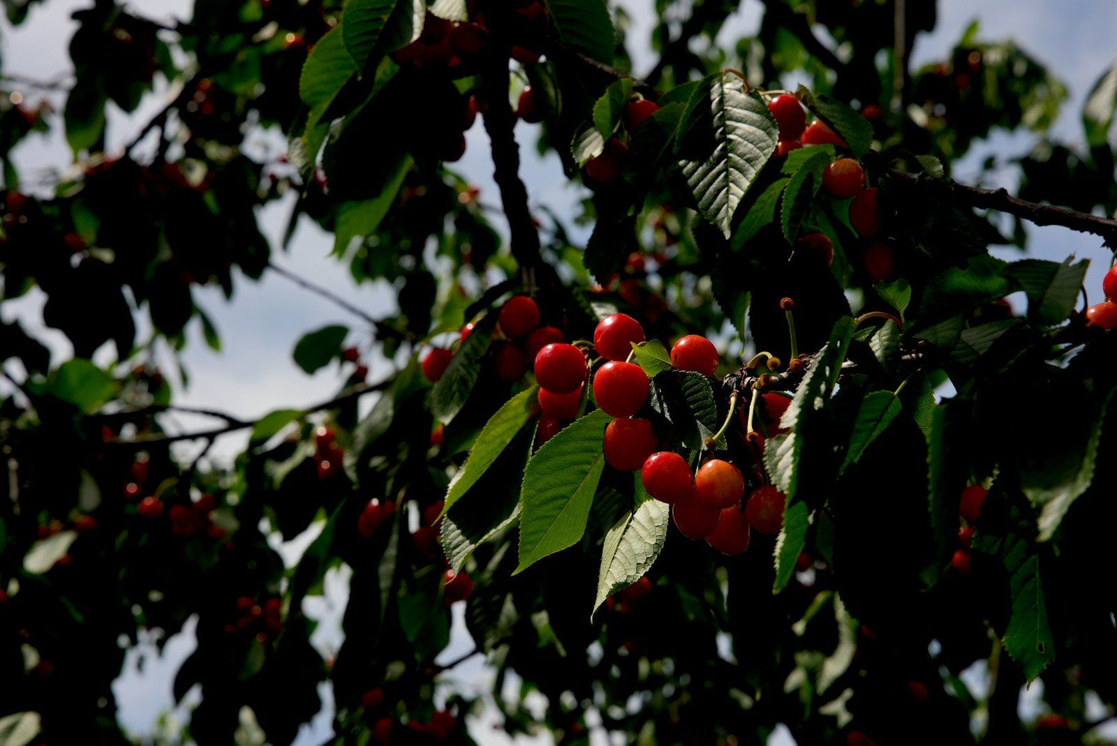 Merle picorant des cerises sur un arbre fruitier