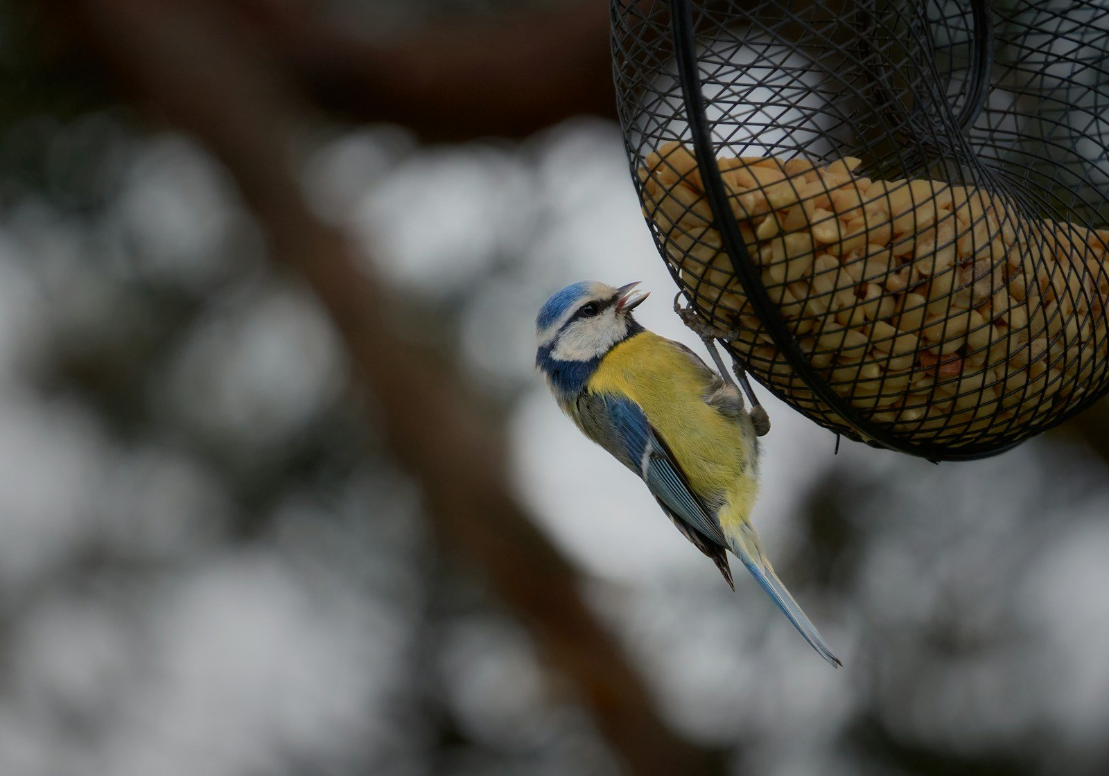 Mésange bleue venue chercher des cacahuètes non salées